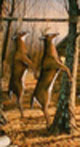 deer processing
