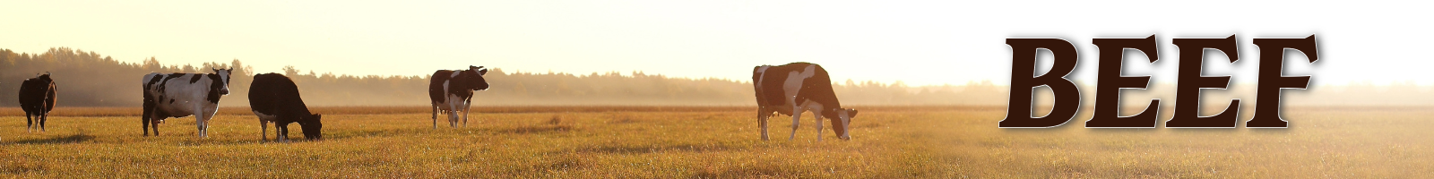 beefbanner