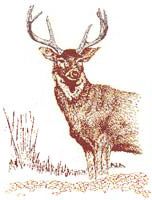 buck